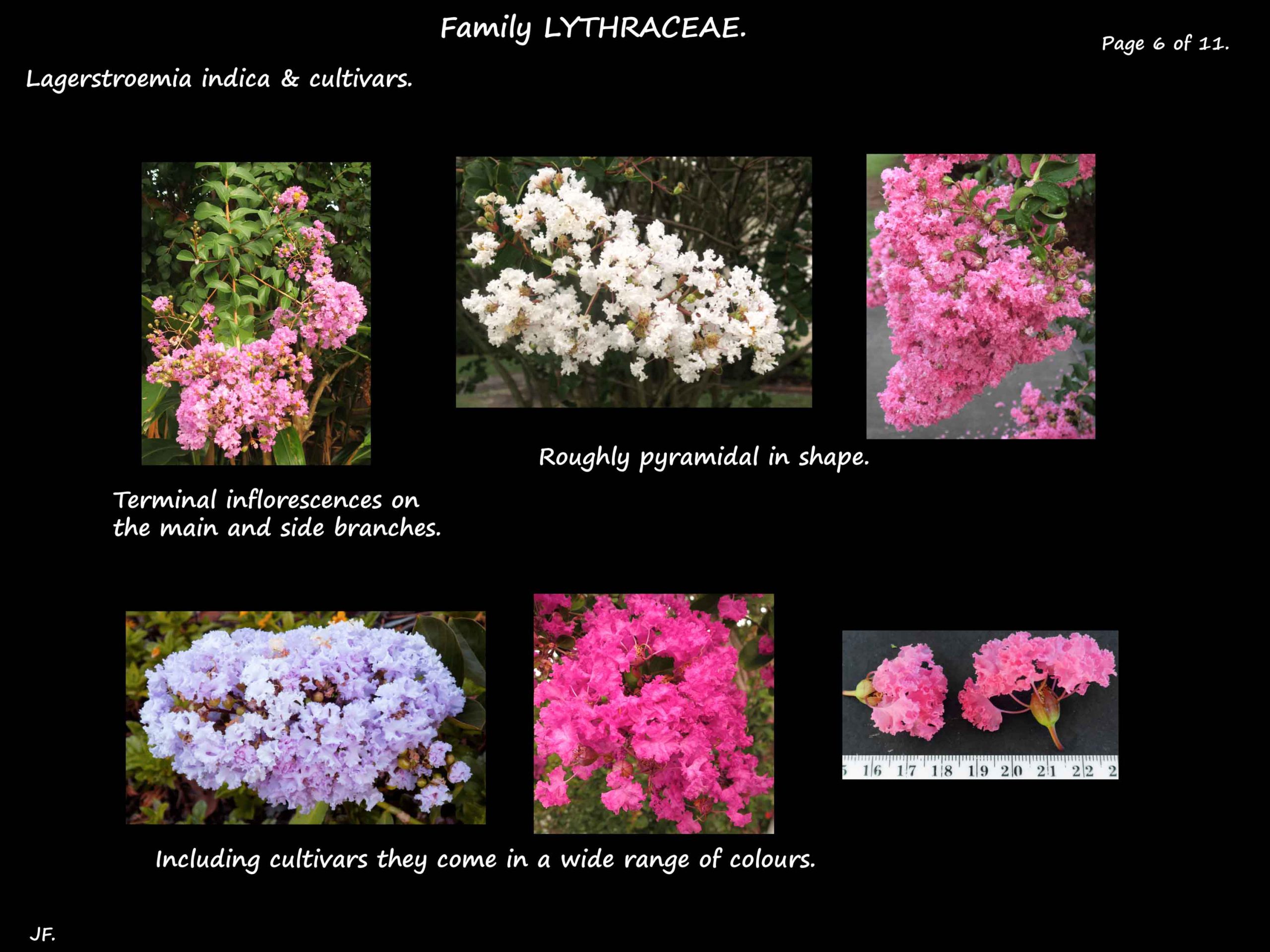 6 Lagerstroemia indica flower colours